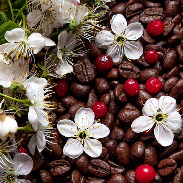 Specialty Premium Rare Yemen Coffee - Medium Roasted Whole Bean